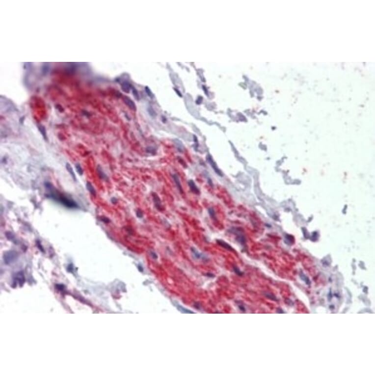 Immunohistochemistry - Anti-ANK-3 Antibody (A326215) - Antibodies.com