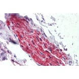 Immunohistochemistry - Anti-ANK-3 Antibody (A326215) - Antibodies.com