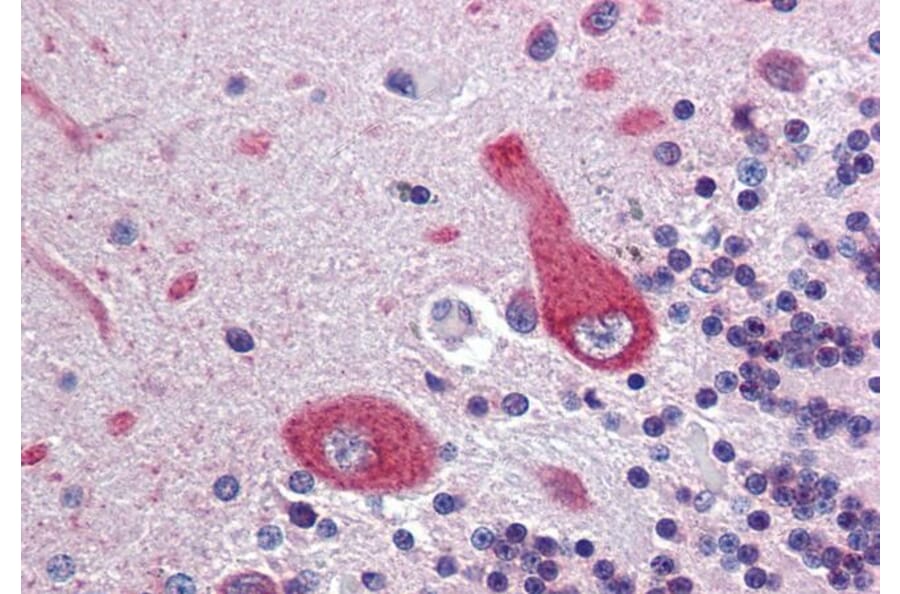 Immunohistochemistry - Anti-ANK-3 Antibody (A326215) - Antibodies.com