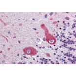 Immunohistochemistry - Anti-ANK-3 Antibody (A326215) - Antibodies.com