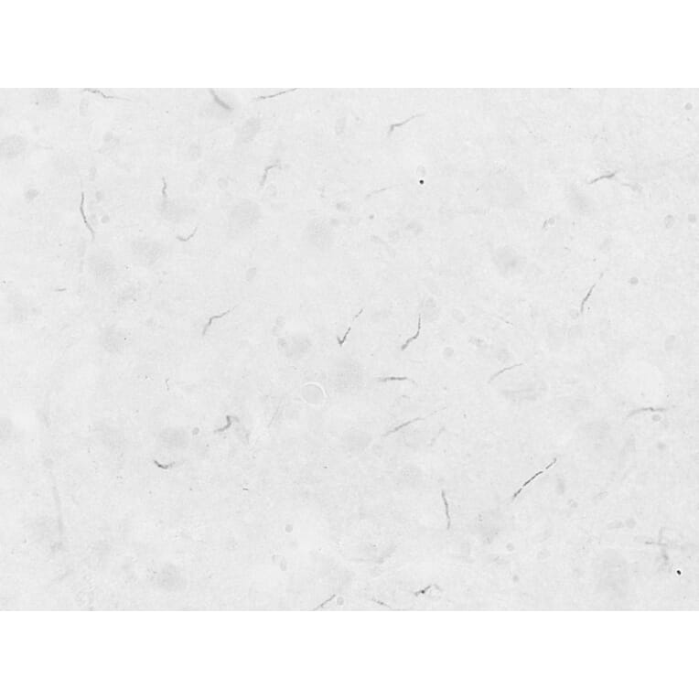 Immunohistochemistry - Anti-ANK-3 Antibody (A326215) - Antibodies.com