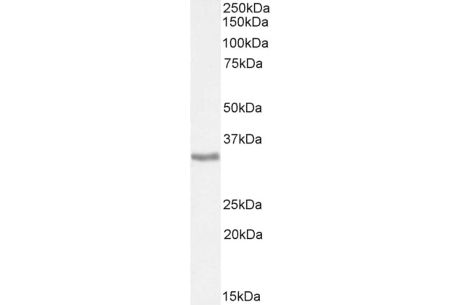 Western Blot - Anti-APOL6 Antibody (A326216) - Antibodies.com