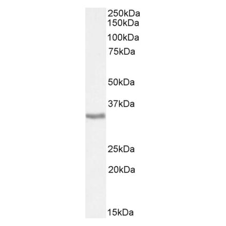 Western Blot - Anti-APOL6 Antibody (A326216) - Antibodies.com