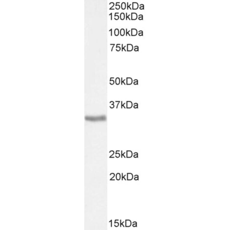 Western Blot - Anti-APOL6 Antibody (A326216) - Antibodies.com