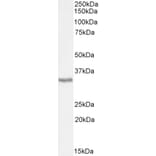 Western Blot - Anti-APOL6 Antibody (A326216) - Antibodies.com