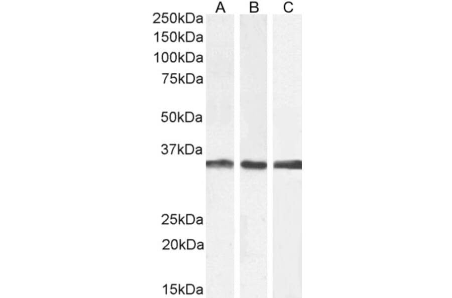 Western Blot - Anti-APOLD1 Antibody (A326217) - Antibodies.com