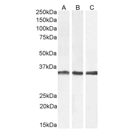 Western Blot - Anti-APOLD1 Antibody (A326217) - Antibodies.com