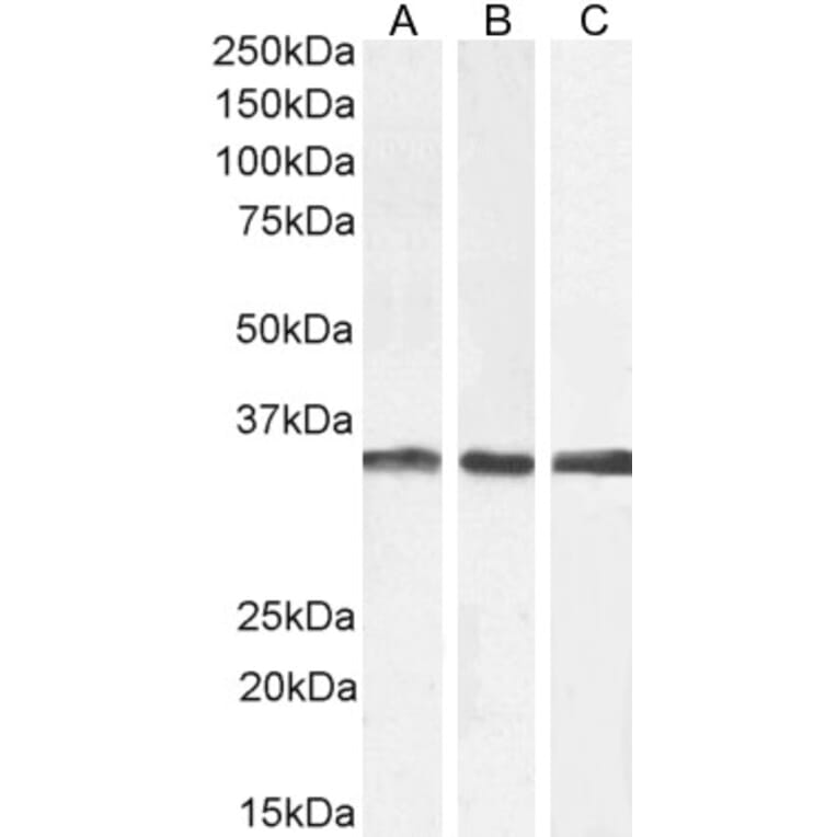 Western Blot - Anti-APOLD1 Antibody (A326217) - Antibodies.com