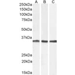 Western Blot - Anti-APOLD1 Antibody (A326217) - Antibodies.com