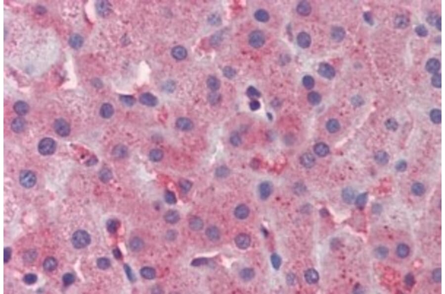 Immunohistochemistry - Anti-Apolipoprotein CIII Antibody (A326218) - Antibodies.com