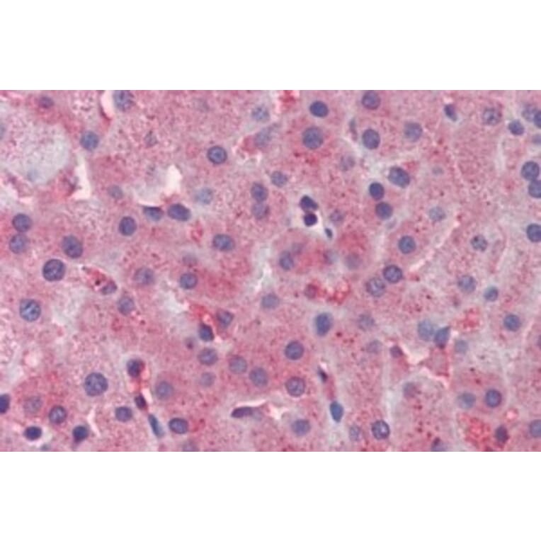 Immunohistochemistry - Anti-Apolipoprotein CIII Antibody (A326218) - Antibodies.com