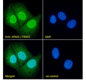 Immunofluorescence - Anti-Atad5 Antibody (A326220) - Antibodies.com