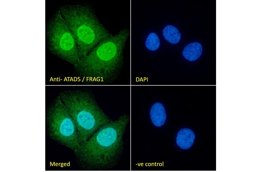 Immunofluorescence - Anti-Atad5 Antibody (A326220) - Antibodies.com
