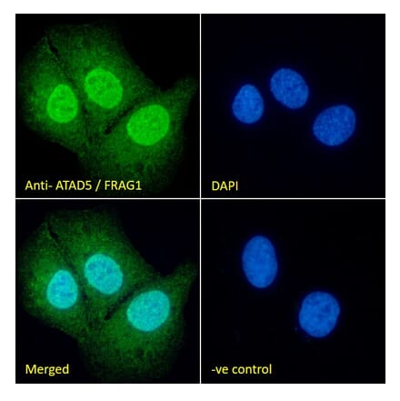 Immunofluorescence - Anti-Atad5 Antibody (A326220) - Antibodies.com