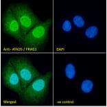 Immunofluorescence - Anti-Atad5 Antibody (A326220) - Antibodies.com