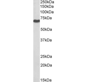 Western Blot - Anti-BTRC Antibody (A326221) - Antibodies.com