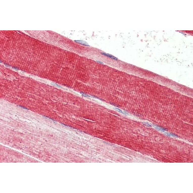 Immunohistochemistry - Anti-BLBP Antibody (A326222) - Antibodies.com