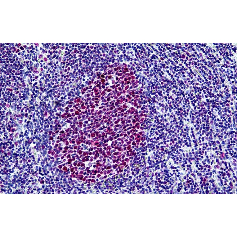 Immunohistochemistry - Anti-BRG1 Antibody (A326223) - Antibodies.com