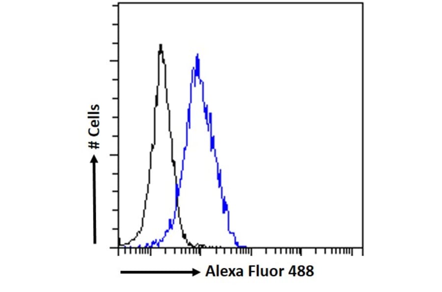 Flow Cytometry - Anti-BRSK2 Antibody (A326225) - Antibodies.com