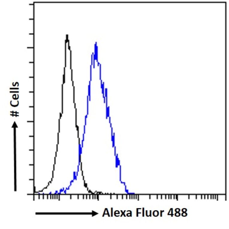 Flow Cytometry - Anti-BRSK2 Antibody (A326225) - Antibodies.com