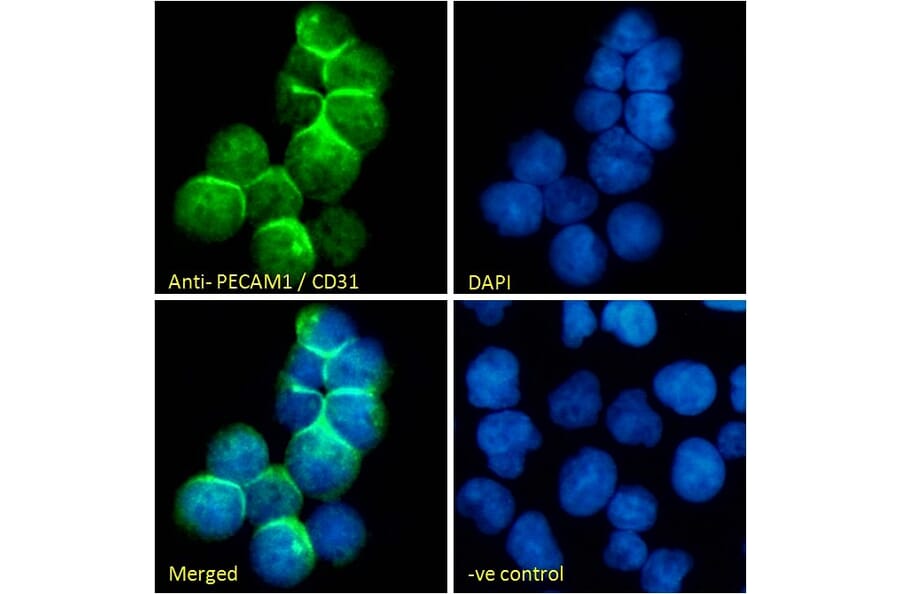 Immunofluorescence - Anti-CD31 Antibody (A326230) - Antibodies.com