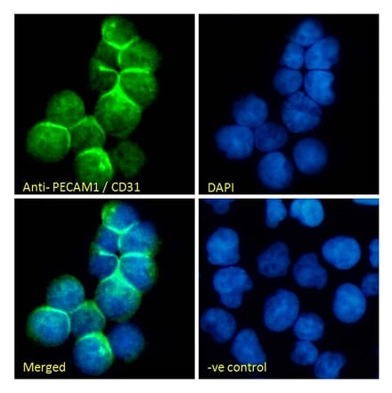 Immunofluorescence - Anti-CD31 Antibody (A326230) - Antibodies.com