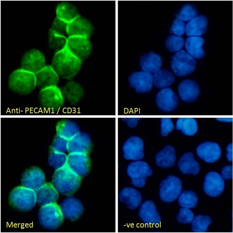 Immunofluorescence - Anti-CD31 Antibody (A326230) - Antibodies.com