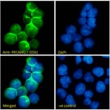 Immunofluorescence - Anti-CD31 Antibody (A326230) - Antibodies.com