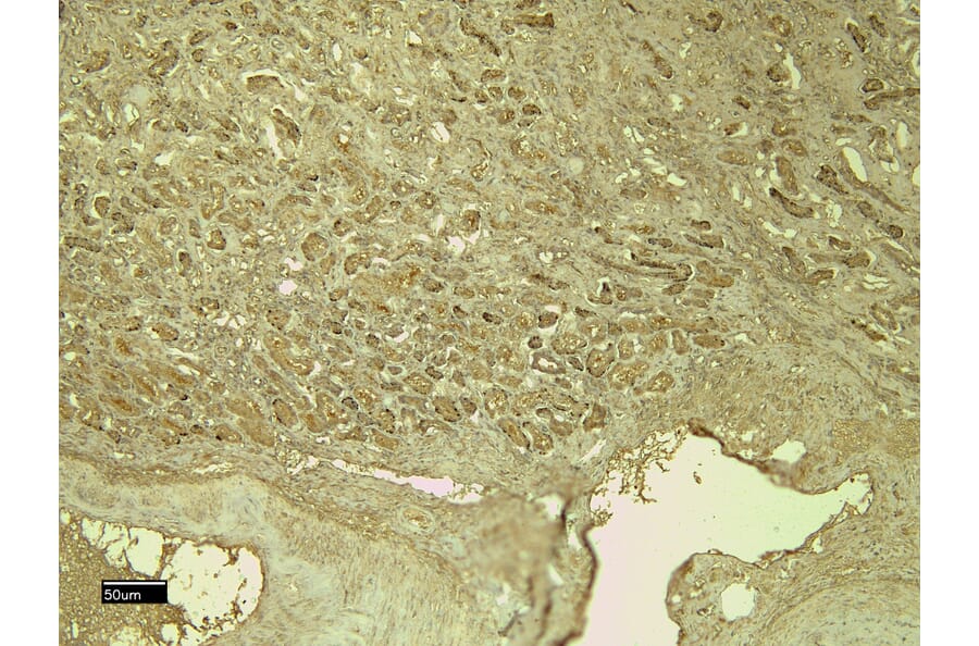 Immunohistochemistry - Anti-CD31 Antibody (A326230) - Antibodies.com