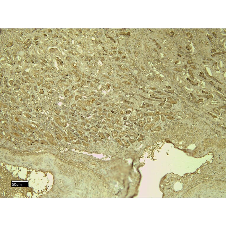 Immunohistochemistry - Anti-CD31 Antibody (A326230) - Antibodies.com