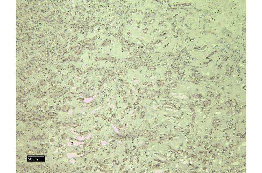 Immunohistochemistry - Anti-CD31 Antibody (A326230) - Antibodies.com