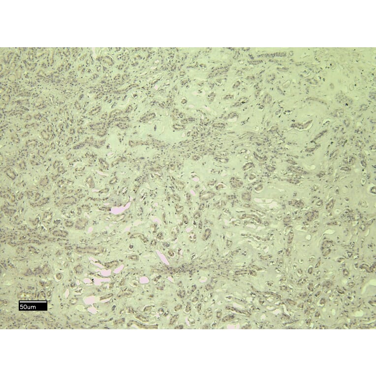 Immunohistochemistry - Anti-CD31 Antibody (A326230) - Antibodies.com