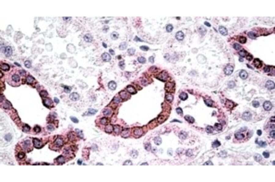Immunohistochemistry - Anti-CFTR Antibody (A326231) - Antibodies.com