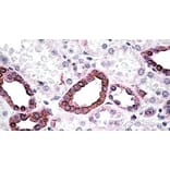 Immunohistochemistry - Anti-CFTR Antibody (A326231) - Antibodies.com