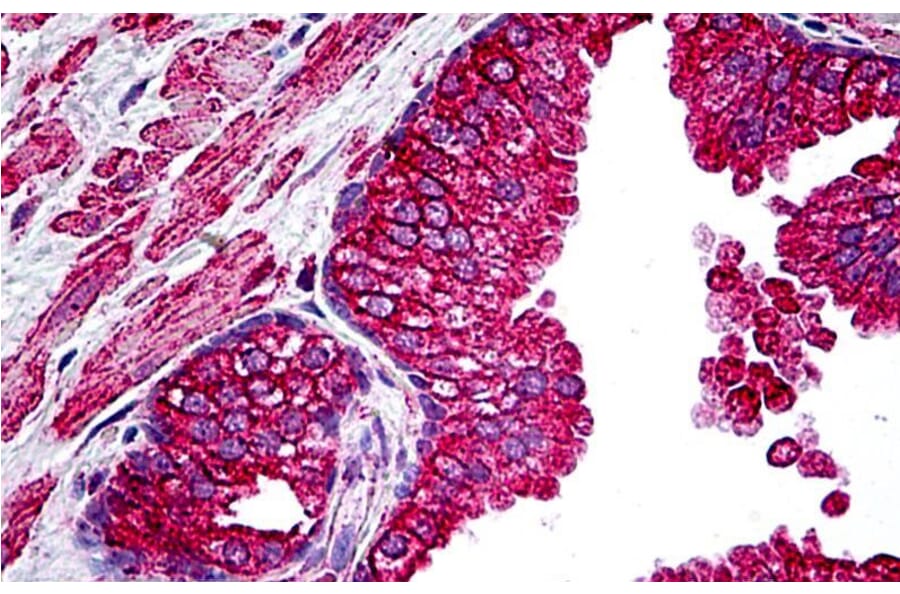 Immunohistochemistry - Anti-CFTR Antibody (A326231) - Antibodies.com