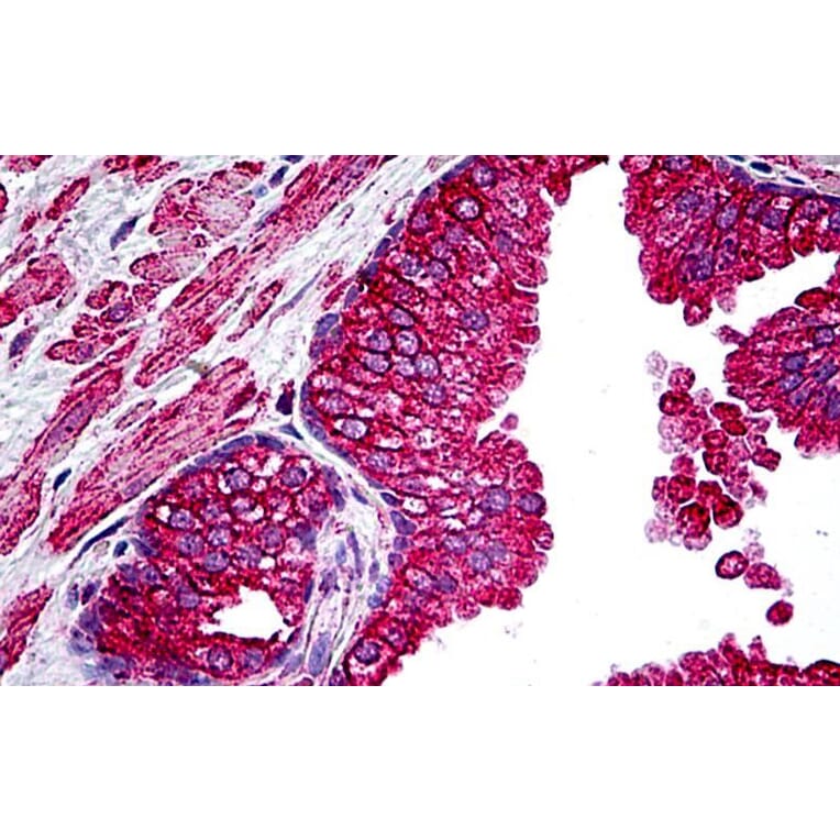 Immunohistochemistry - Anti-CFTR Antibody (A326231) - Antibodies.com