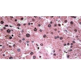 Immunohistochemistry - Anti-c-Myb Antibody (A326234) - Antibodies.com