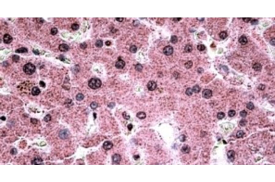 Immunohistochemistry - Anti-c-Myb Antibody (A326234) - Antibodies.com