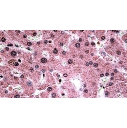 Immunohistochemistry - Anti-c-Myb Antibody (A326234) - Antibodies.com