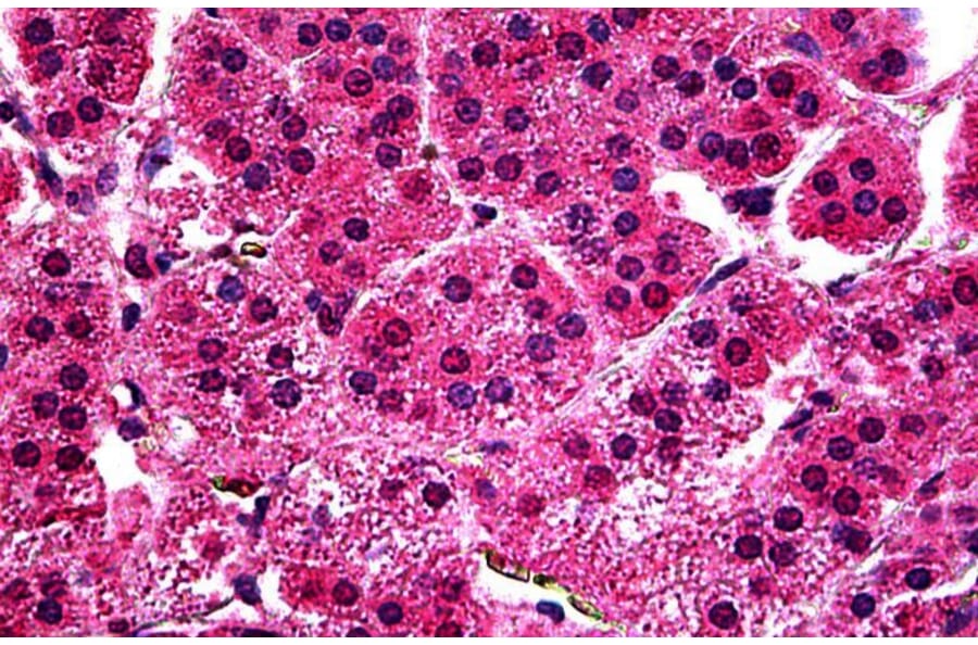 Immunohistochemistry - Anti-c-Myb Antibody (A326234) - Antibodies.com