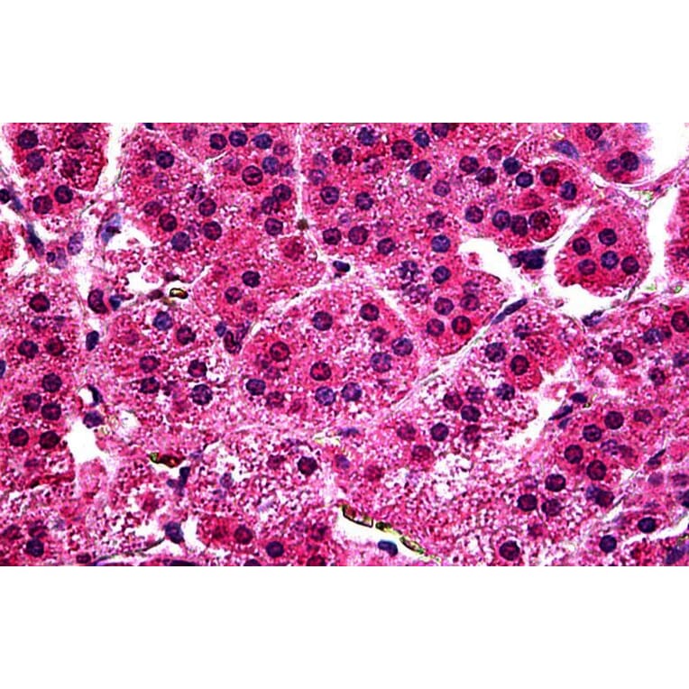 Immunohistochemistry - Anti-c-Myb Antibody (A326234) - Antibodies.com