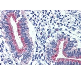 Immunohistochemistry - Anti-Cortisol Binding Globulin Antibody (A326235) - Antibodies.com