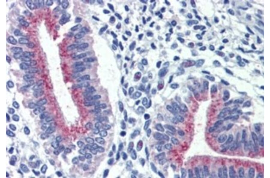 Immunohistochemistry - Anti-Cortisol Binding Globulin Antibody (A326235) - Antibodies.com
