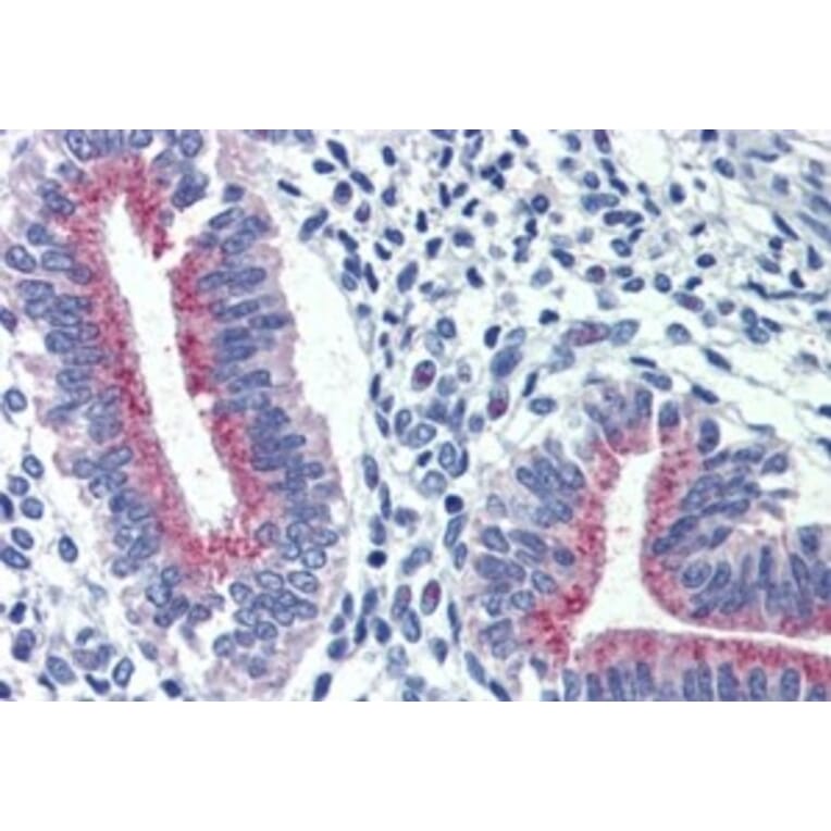 Immunohistochemistry - Anti-Cortisol Binding Globulin Antibody (A326235) - Antibodies.com