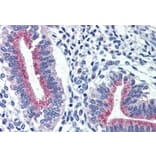 Immunohistochemistry - Anti-Cortisol Binding Globulin Antibody (A326235) - Antibodies.com