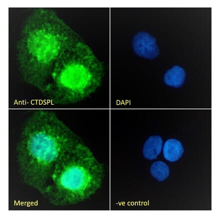 Immunofluorescence - Anti-CTDSPL Antibody (A326237) - Antibodies.com