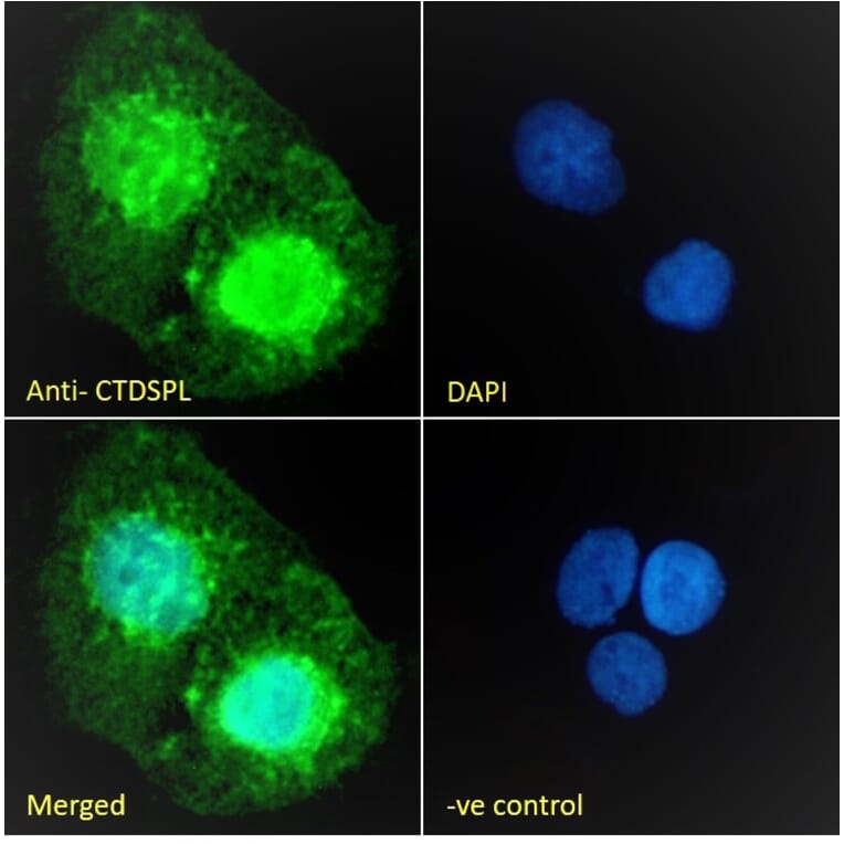 Immunofluorescence - Anti-CTDSPL Antibody (A326237) - Antibodies.com