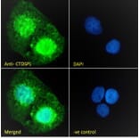 Immunofluorescence - Anti-CTDSPL Antibody (A326237) - Antibodies.com