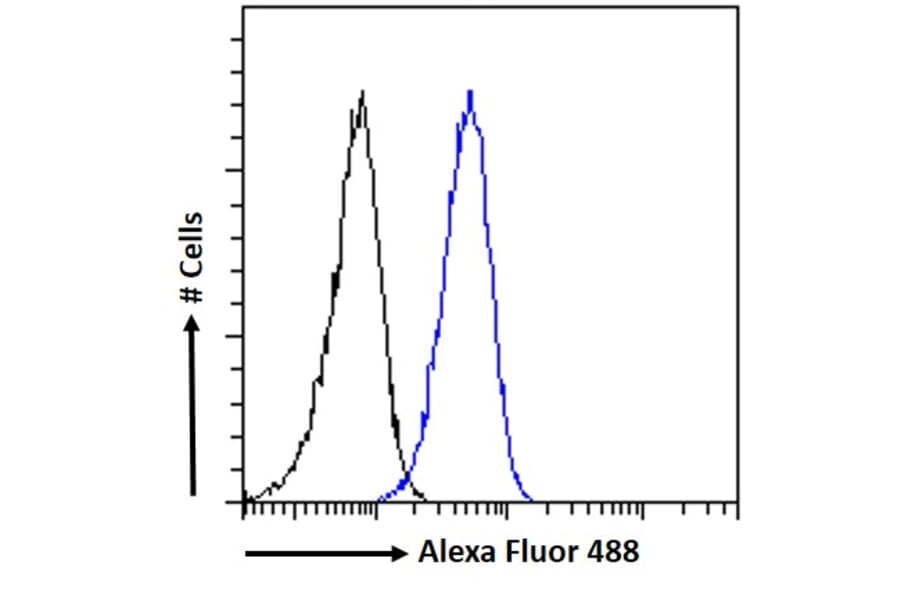 Flow Cytometry - Anti-CTDSPL Antibody (A326237) - Antibodies.com