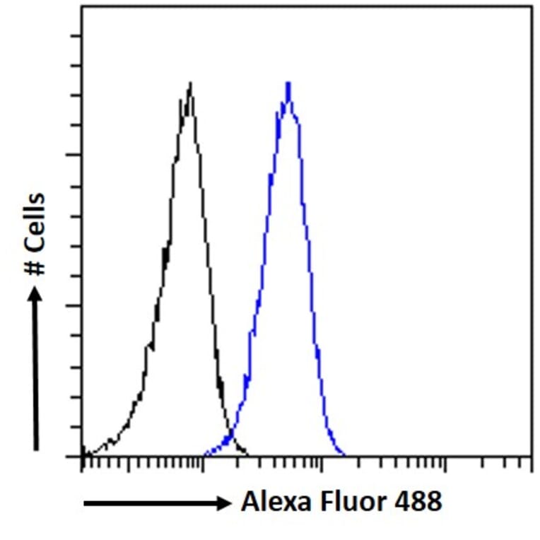 Flow Cytometry - Anti-CTDSPL Antibody (A326237) - Antibodies.com